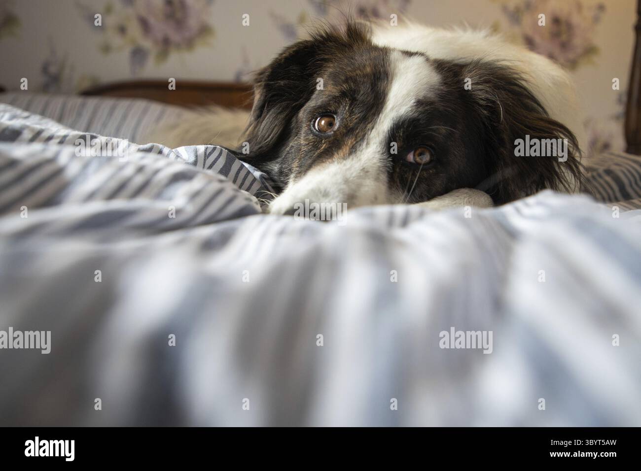 Süßer weißer Hund im Bett im alten Schlafzimmer Stockfoto