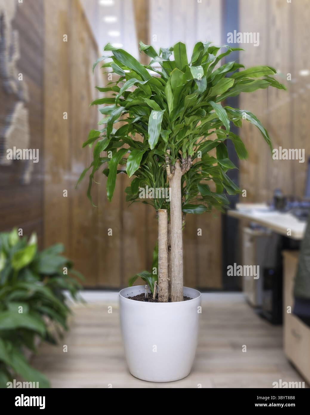 Pachira aquatica -Fotos und -Bildmaterial in hoher Auflsung  Alamy