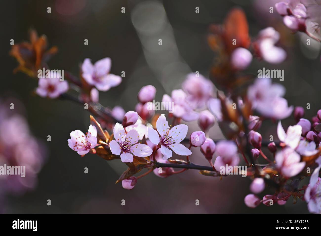 Wunderschöner Frühlingsbaum - Japanische Sakura-Kirsche. Natürlicher farbenfroher Hintergrund im Frühling Stockfoto