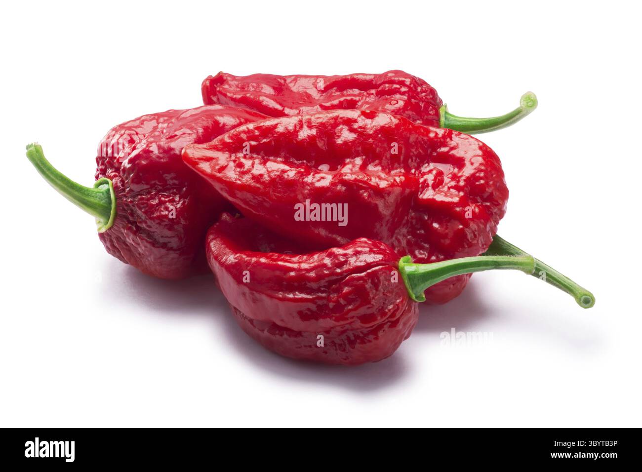 Haufen von Bhut Jolokia Ghost Chili Paprika (Capsicum Frutescens x Capsicum Chinense Hybrid). Schneidepfade, Schatten getrennt Stockfoto