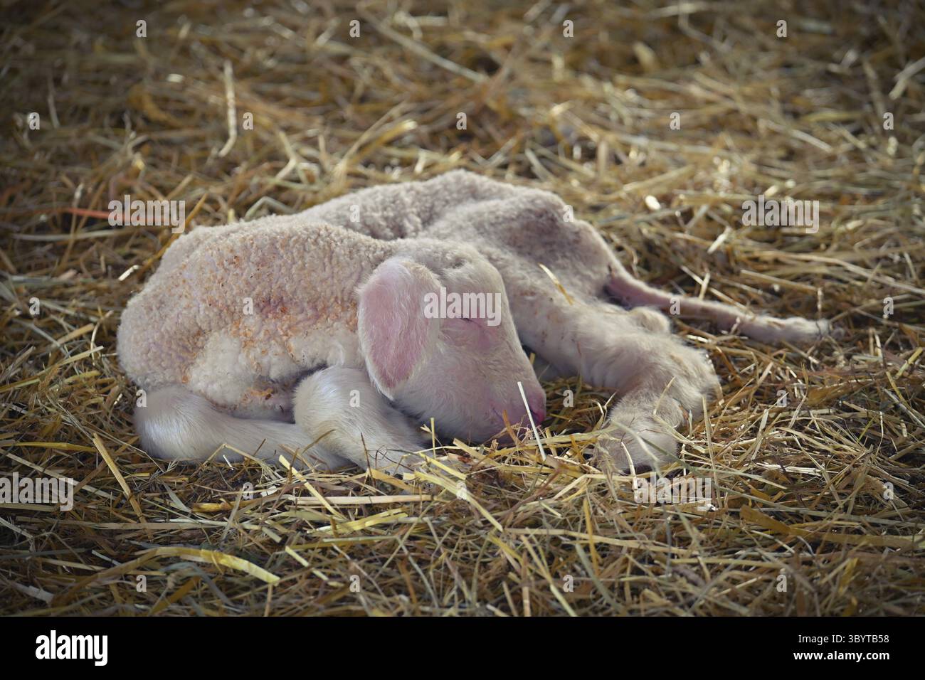 Kleines Schaf. Schönes und süßes Bauernhoftier Stockfoto