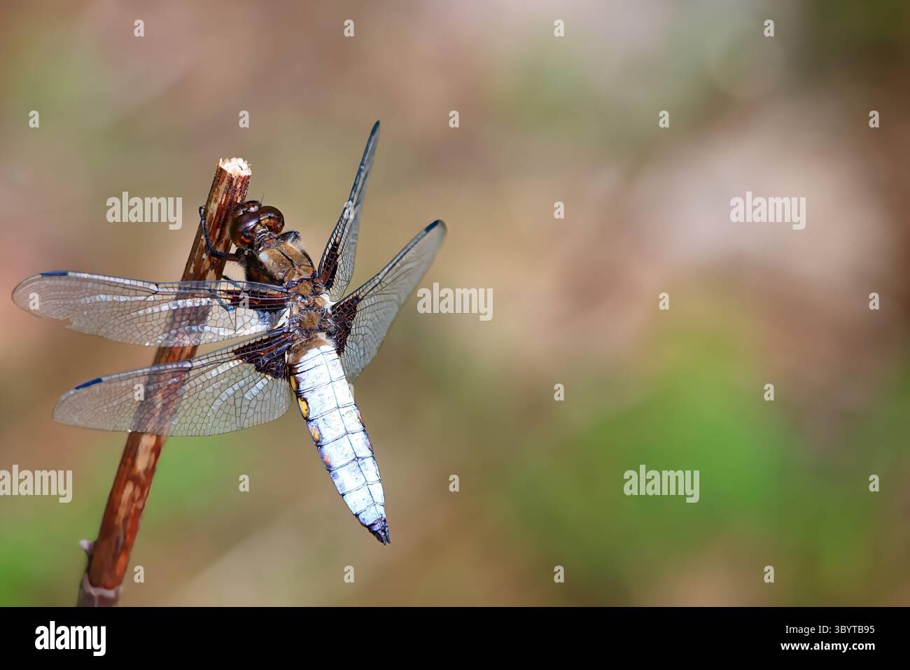 Eine Libelle sitzt auf einem Stiel und ruht. Dünen von Castricum aan Zee (Schoorlse Duinen) an der niederländischen Nordsee. Niederlande, Europa. Stockfoto