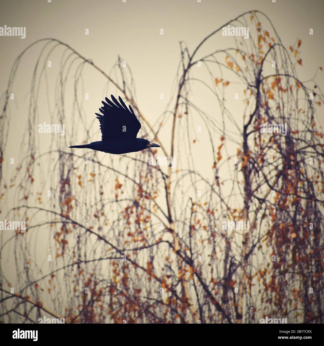 Wunderschönes Bild eines Vogels - Raben / Krähen in herbstlicher Natur. (Corvus frugilegus) Stockfoto