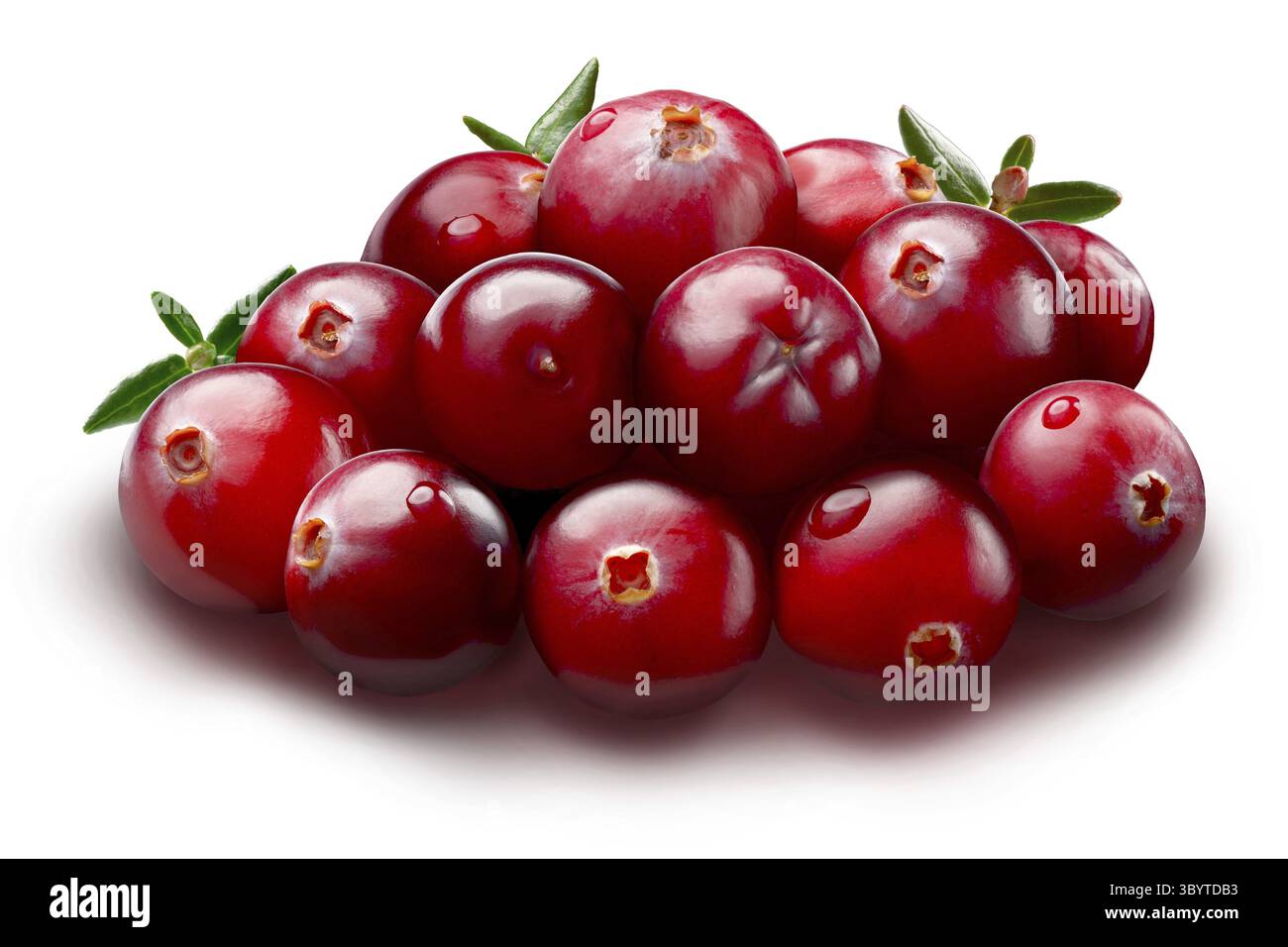 Preiselbeeren (Frucht von Vaccinium oxycoccus), reif, rund. Beschneidungspfad, Schatten getrennt Stockfoto