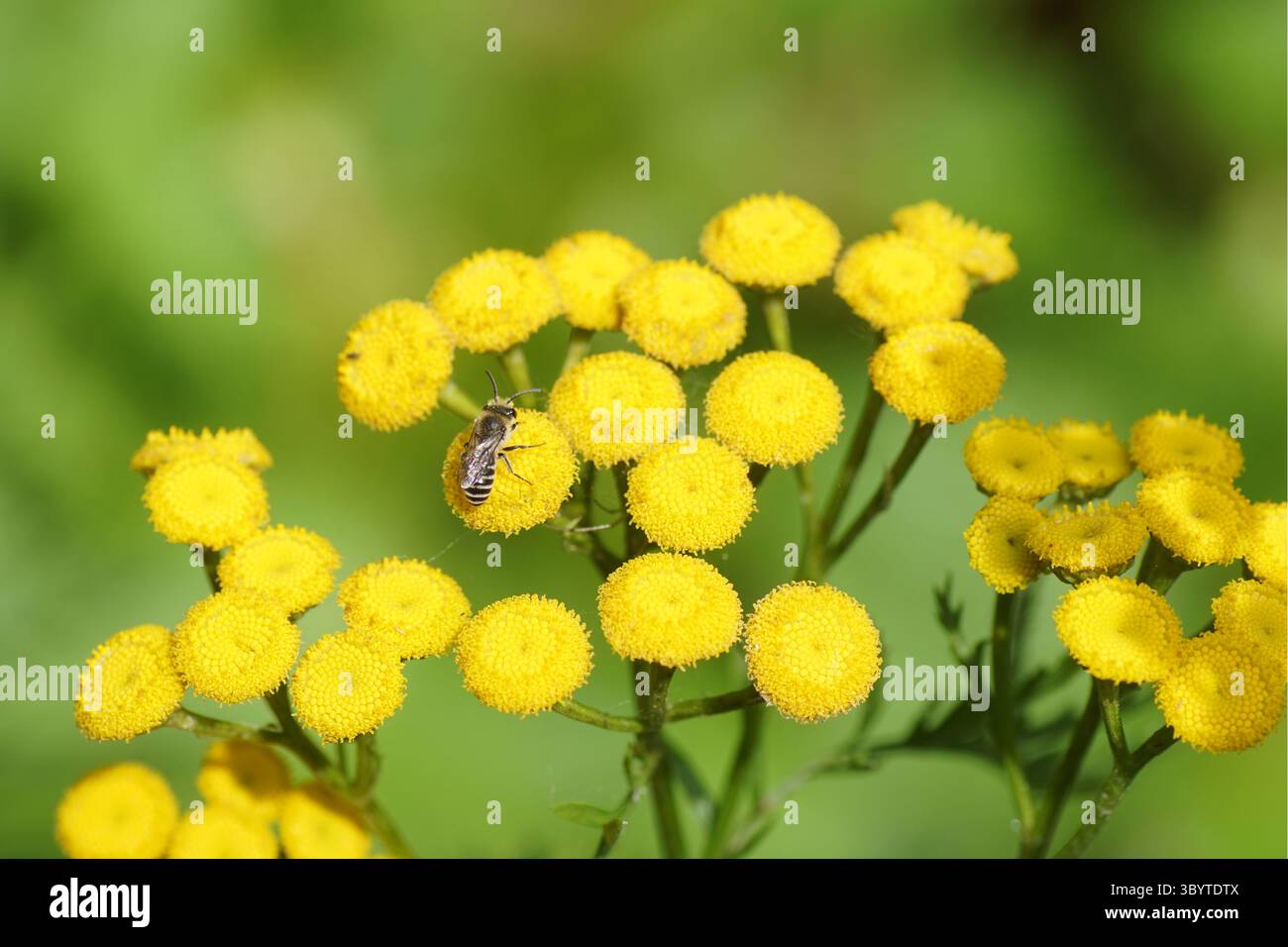 Biene ähnlich wie Colletes daviesanus, Colletes fodiens oder Colletes similis, Familie Colletidae. Blüten von Tansy (Tanacetum vulgare). Familie Asteraceae. Stockfoto