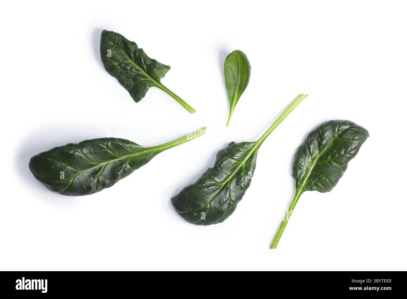 Frischer Spinat (Spinacia Oleracea) Einzelblätter, Ansicht von oben. Schneidepfade, Schatten getrennt, Tageslicht-Farbe Stockfoto