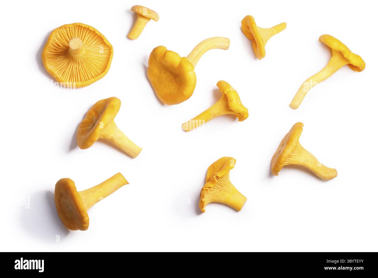 Pfifferlinge Champignons oder Pfifferlinge (Cantharellus Cibarius), Ansicht von oben. Beschneidungspfade, Schatten getrennt Stockfoto