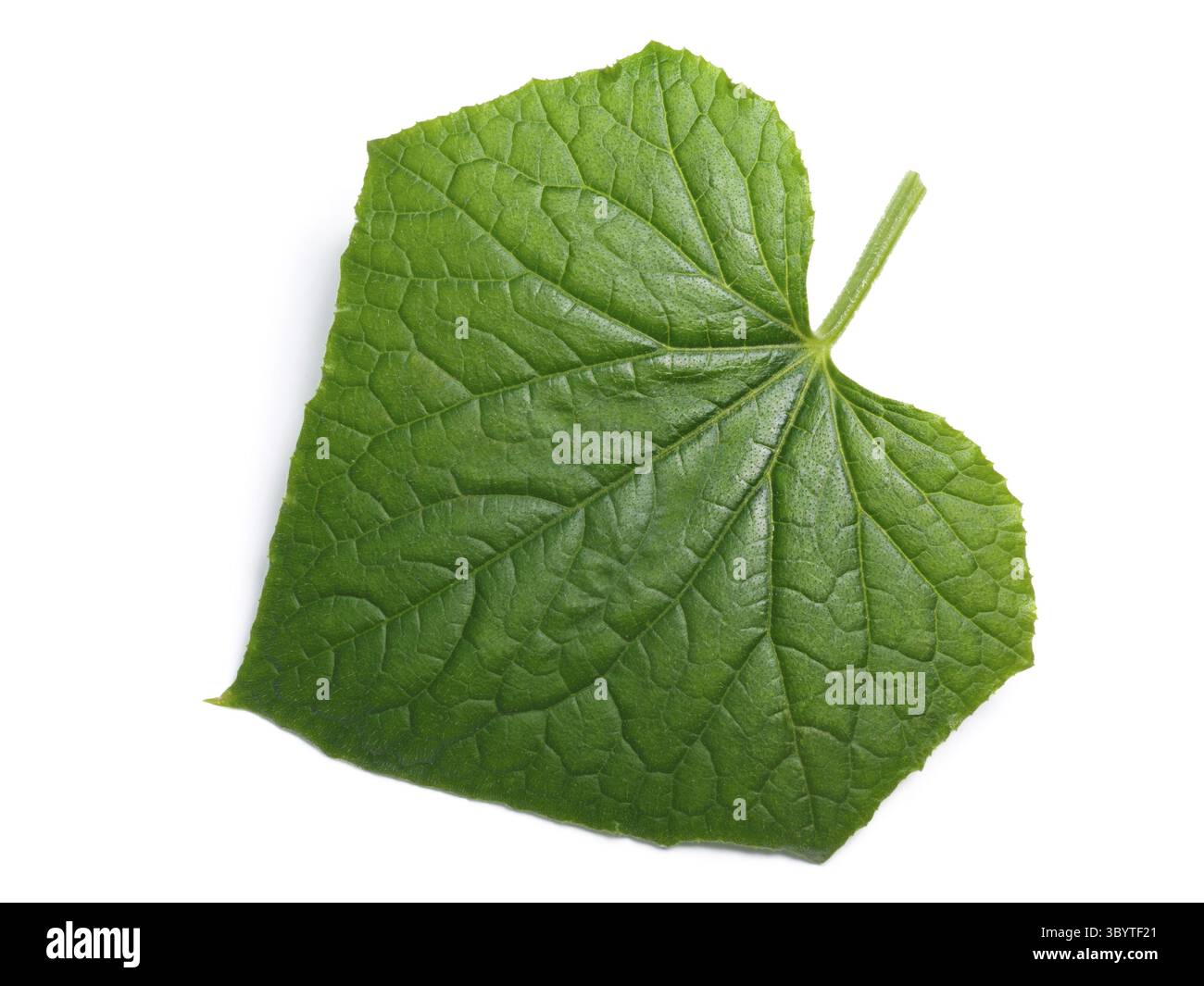 Blatt der Gurke (Cucumis Sativus), Ansicht von oben. Schneidepfade, Schatten getrennt Stockfoto