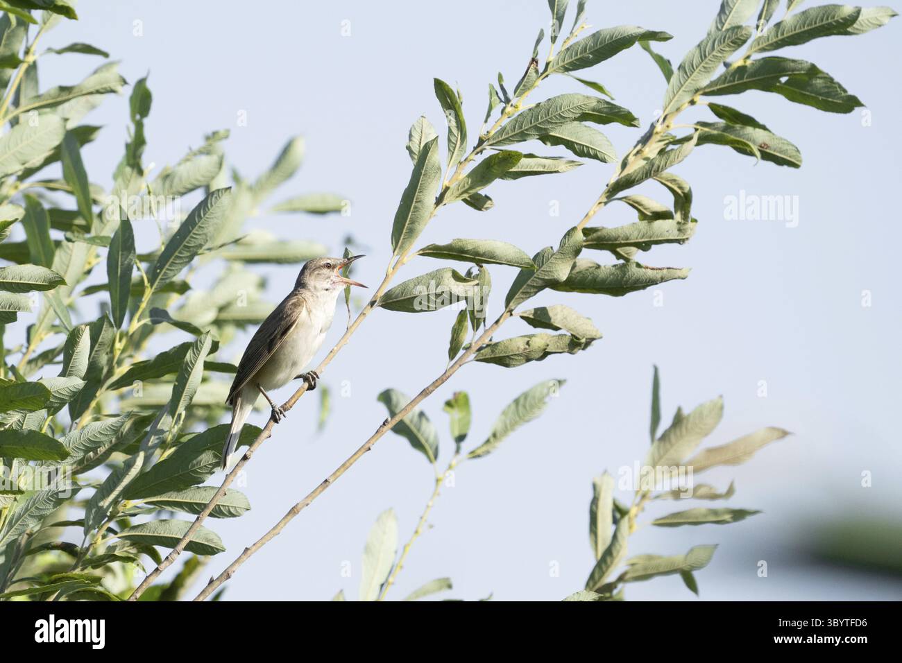 Acrocephalus arundinaceus, Tulcea, Rumänien Stockfoto