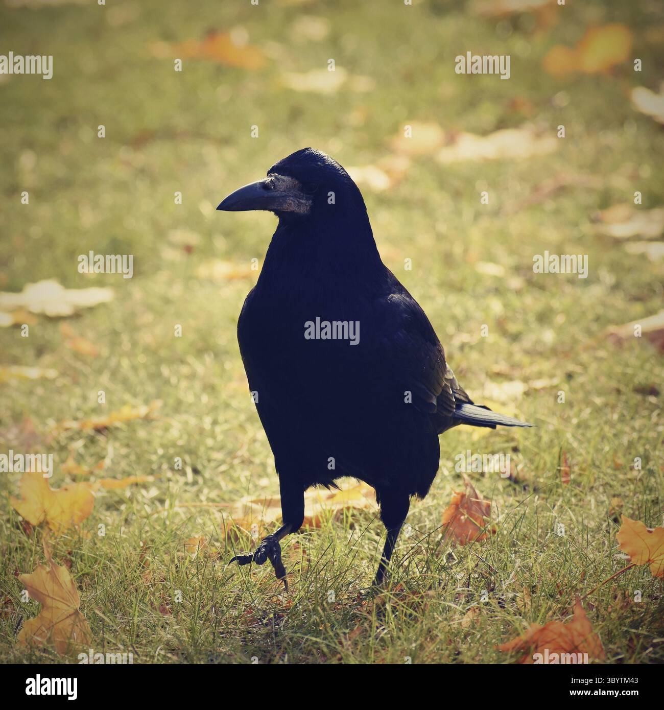 Wunderschönes Bild eines Vogels - Raben / Krähen in herbstlicher Natur. (Corvus frugilegus) Stockfoto