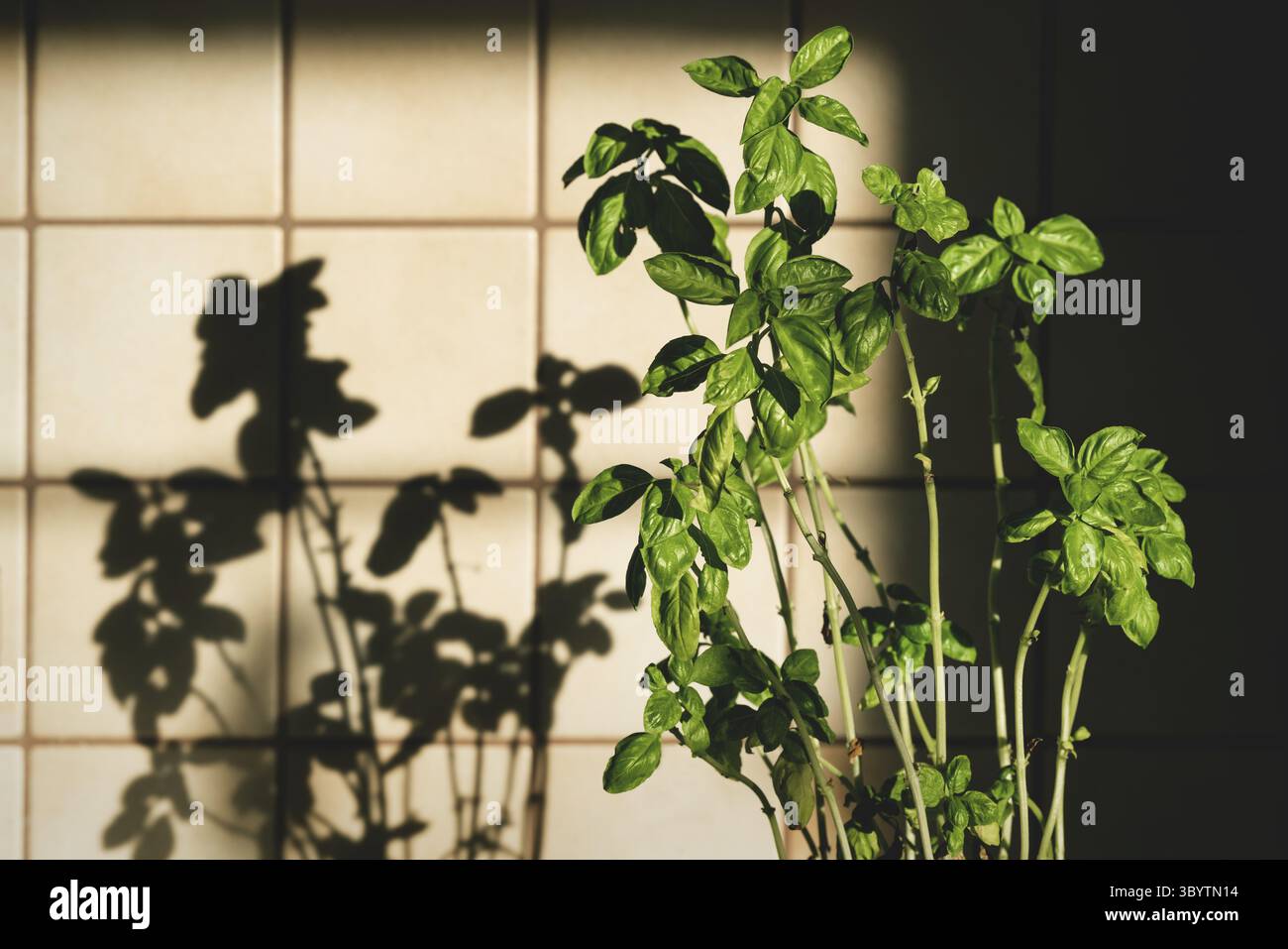 Frische Basilikum-Pflanze in Vintage-Küche mit gelben Fliesen sonnenbeleuchtet Mit Schatten Stockfoto