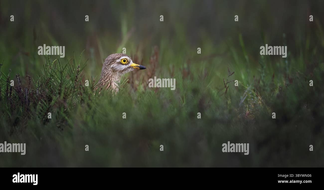 Eurasischer Steinbrach Burhinus oedicnemus tarnt sich perfekt im Gras., Bestes Foto. Stockfoto