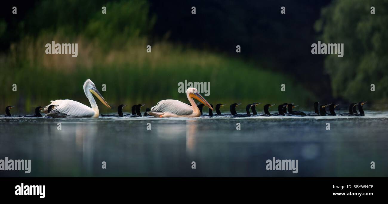 Große weiße Pelikanjagd zusammen mit anderen Fischen im Wasser, das Wetten Foto. Stockfoto