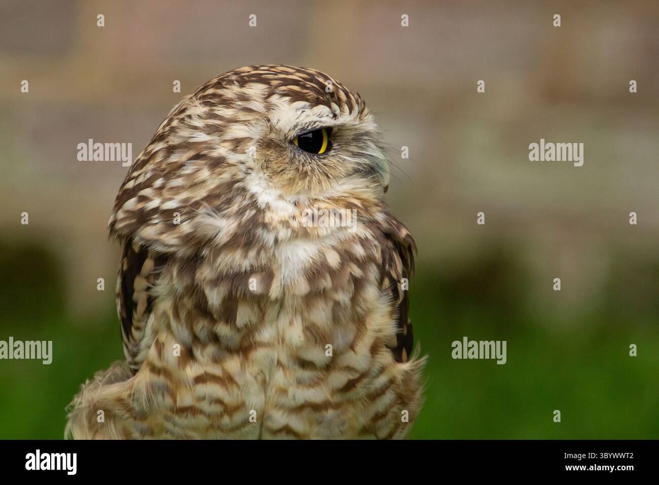 Kleine Zwergeule, die im Baum sitzt Stockfoto