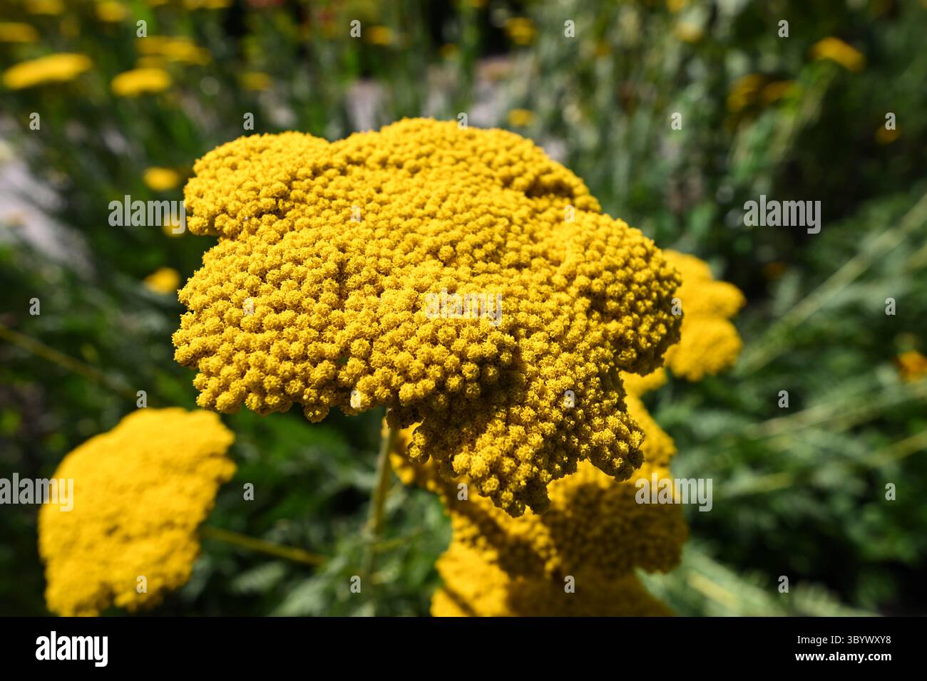 Dunkelgelbe Sommerblumen der riesigen gelben Schafgarbe, Achillea filipendulina „Cloth of Gold“ UK Garden Juli Stockfoto
