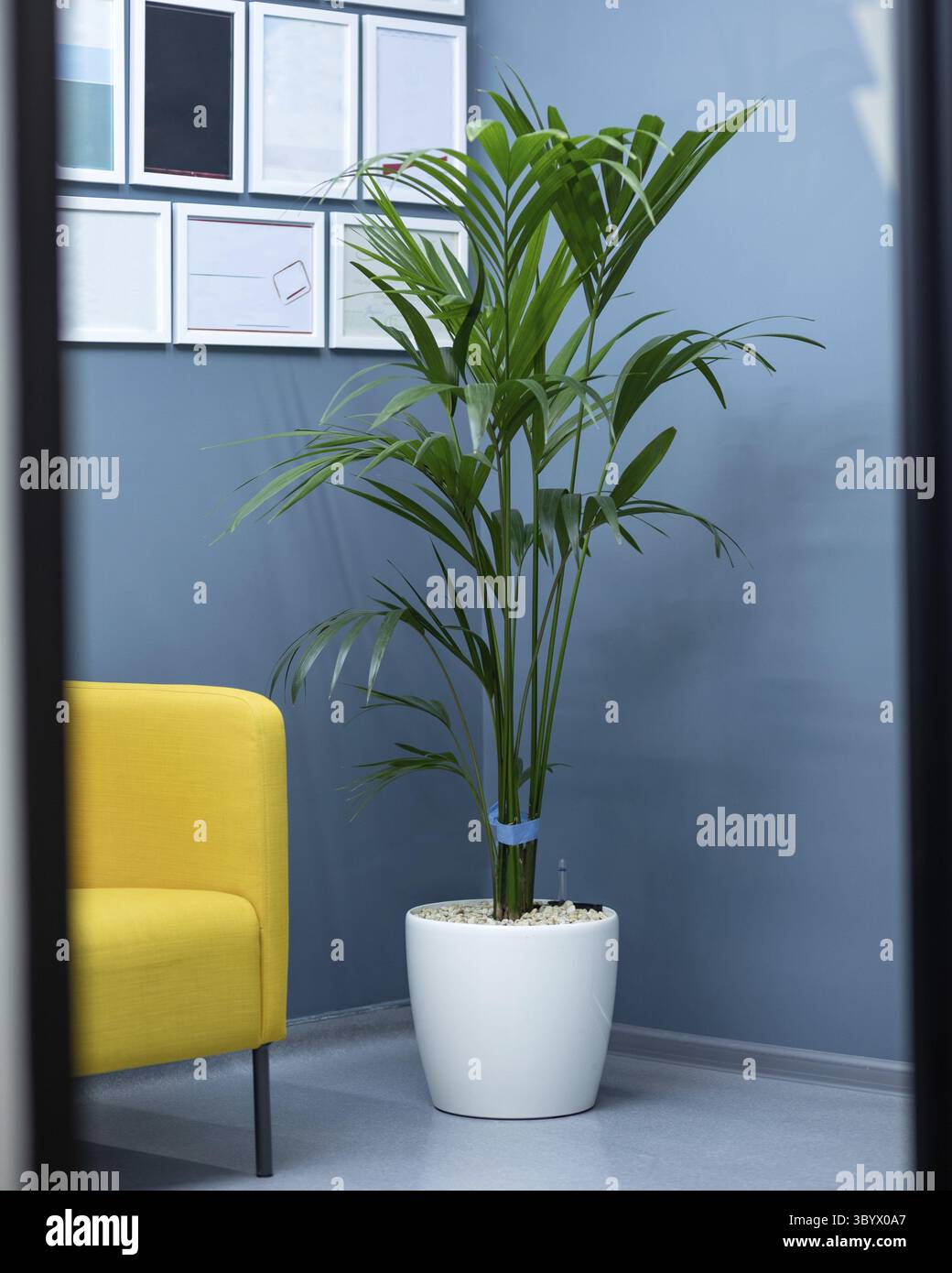 Areca Cane Palme Dypsis lutescens, goldene Rohrpalmenpflanze in weißem Topf Stockfoto