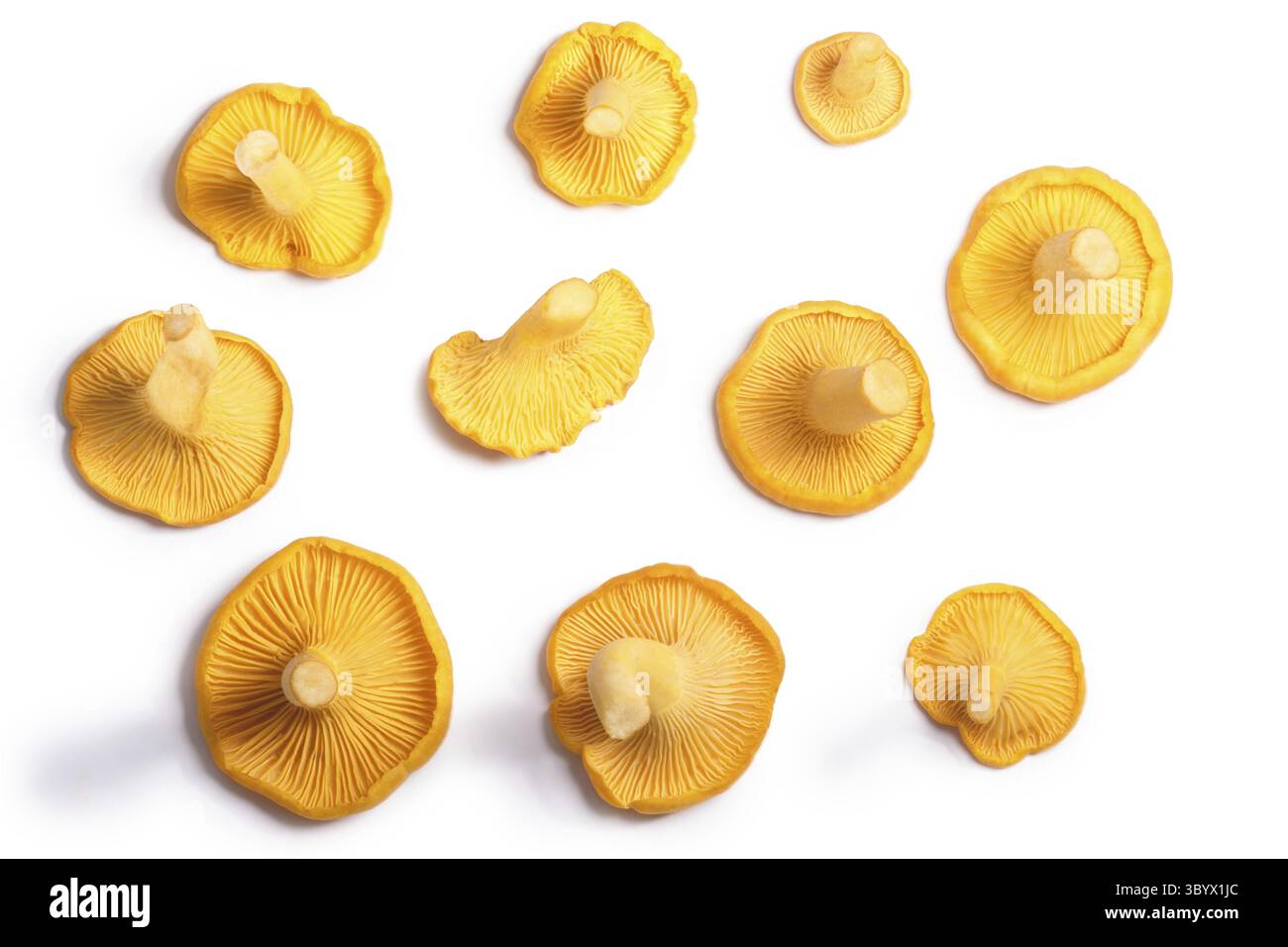 Pfifferlinge Champignons oder Pfifferlinge (Cantharellus Cibarius), Ansicht von oben. Beschneidungspfade, Schatten getrennt Stockfoto