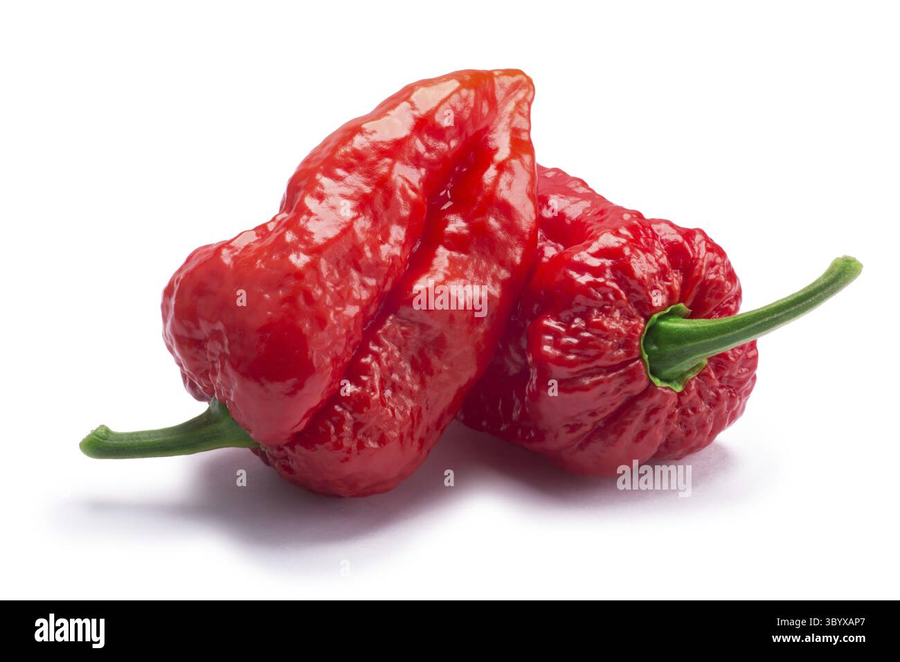 Bhut Jolokia Chili Paprika (Capsicum Frutescens x Capsicum Chinense Hybrid) Geist. Schneidepfade, Schatten getrennt Stockfoto
