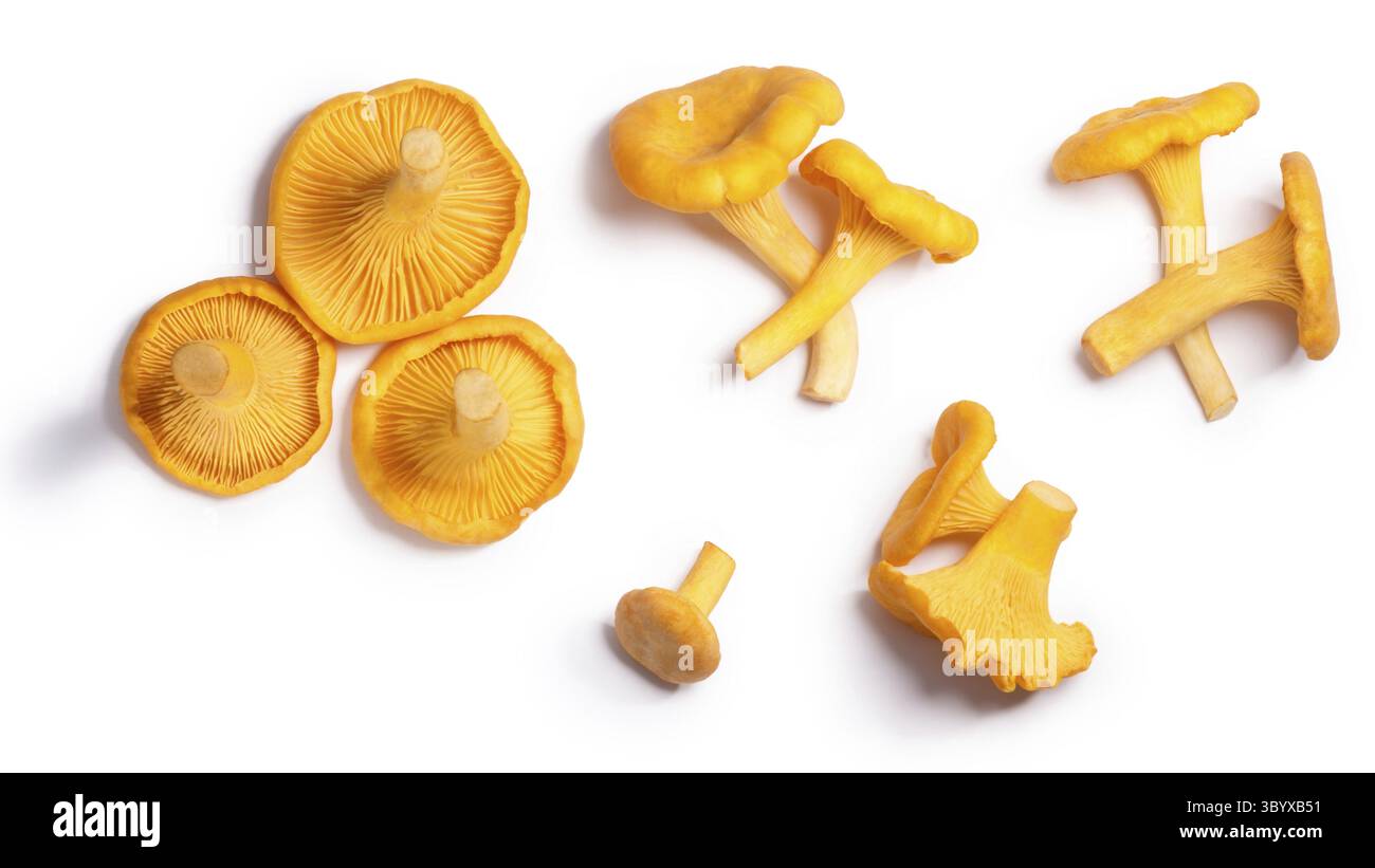 Pfifferlinge Champignons oder Pfifferlinge (Cantharellus Cibarius), Ansicht von oben. Beschneidungspfade, Schatten getrennt Stockfoto