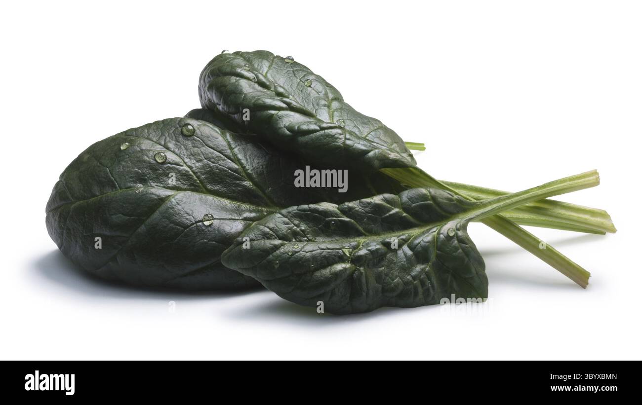 Frischer Spinat (Spinacia Oleracea) verlässt. Schneidepfade, Schatten getrennt, Tageslicht-Farbe Stockfoto