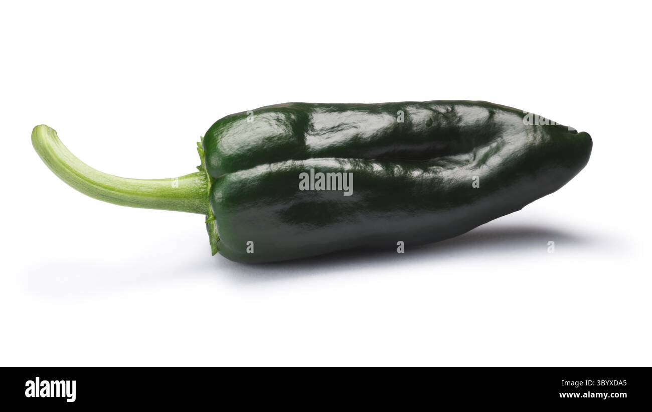 Unreife ganze Poblano Pfeffer (Capsicum Annuum), auch genannt Ancho, wenn Sie reif ist. New Mexico (Numex) Chile. Schneidepfade, Schatten getrennt Stockfoto