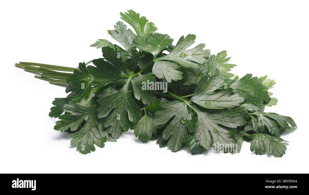 Haufen von flach-leaved Petersilie (Petroselinum Crispum). Schneidepfade, Schatten getrennt Stockfoto