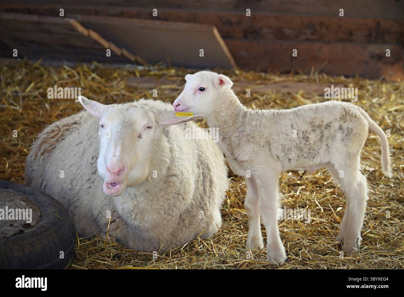 Kleines Schaf. Schönes und süßes Bauernhoftier Stockfoto