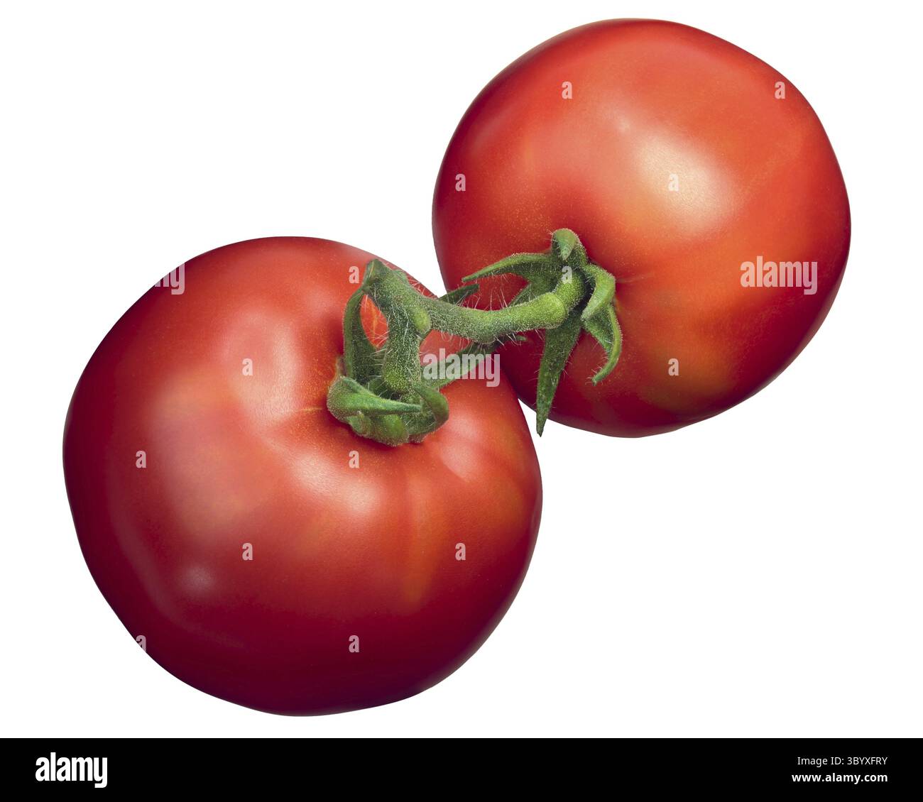 Zwei Marglobe Tomaten auf der Rebe, Ansicht von oben. Freistellungspfad Stockfoto