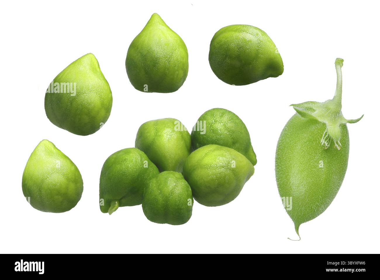 Kichererbsen (Cicer arietinum), Desi-Sorte, grüne Schoten und Bohnen. Beschneidungspfad für jeden Stockfoto