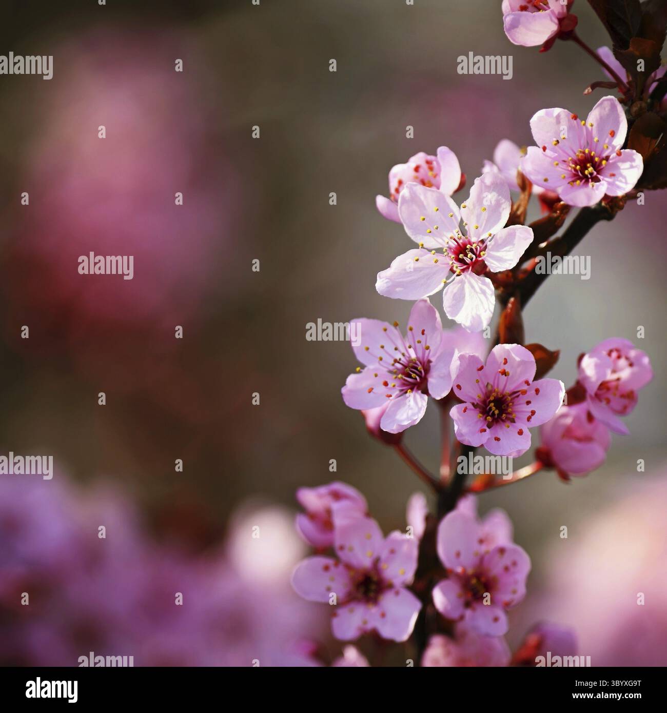 Wunderschöner Frühlingsbaum - Japanische Sakura-Kirsche. Natürlicher farbenfroher Hintergrund im Frühling Stockfoto