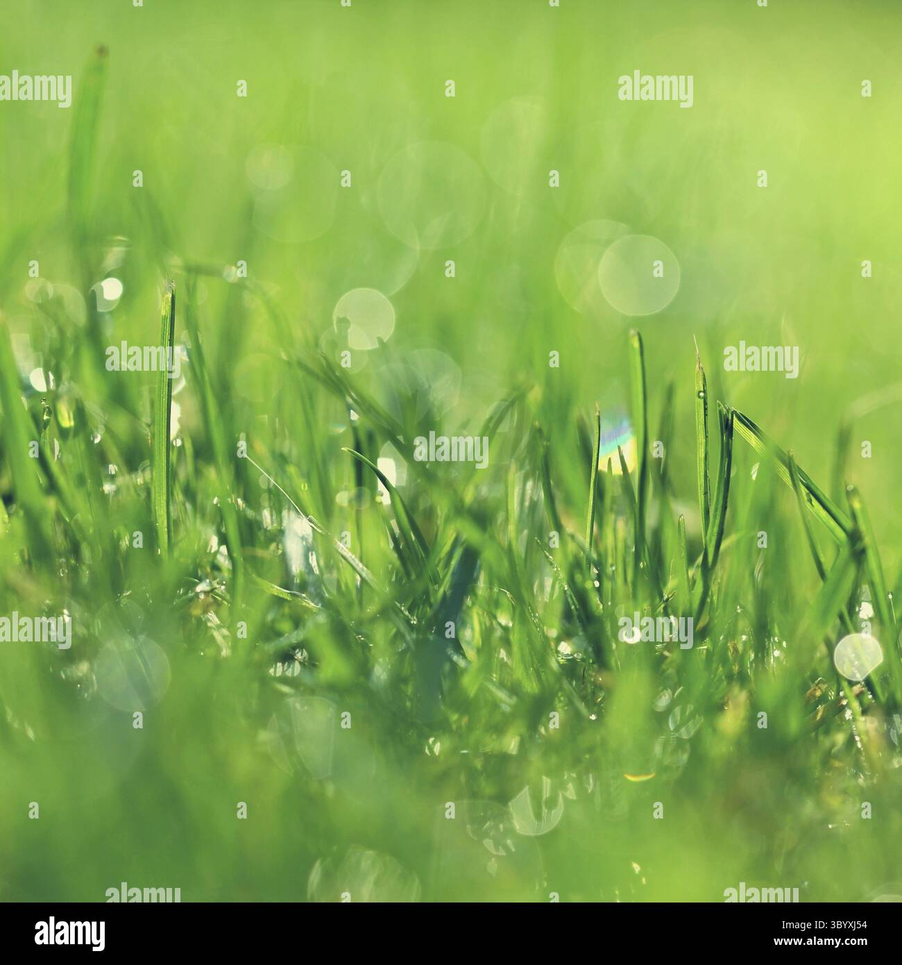 Frühlingsnatur. Im Gras tauen. Frisches grünes Konzept und abstrakter farbenfroher Hintergrund Stockfoto
