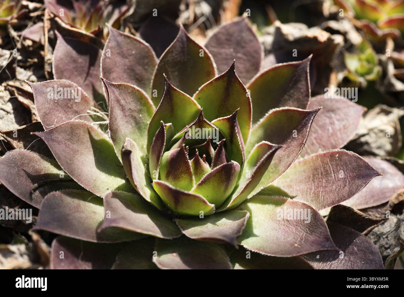 Blume fraktalen Hintergrund Stockfoto