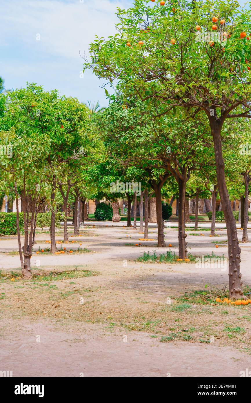 ow von Orangenbäumen, die weichen Schatten in einem sonnendurchfluteten Park mit Früchten auf trockenen Wegen und Sommerhimmel darüber werfen Stockfoto