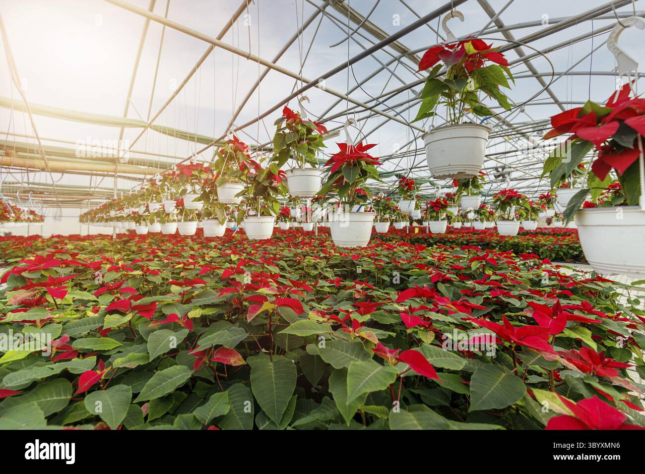 Poinsetia Cristmas Blume. Gewaechshaus gefuellt mit roten Urlaub Blumen Pflanzen in Toepfe in Reihen stehen und haengen Stockfoto