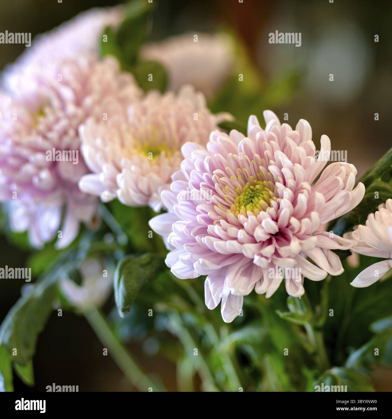 Chrysantheme, Mütter, chrysanths Blume aus nächster Nähe Stockfoto