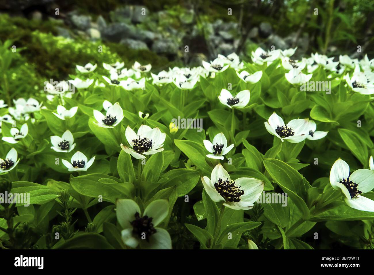 Die Flora Nordskandinaviens. Die streng geschnitzte Blütenpracht des zwergkornes (Cornus suecia). Die schiefe Küste der Barentssee, die Kola Penin Stockfoto