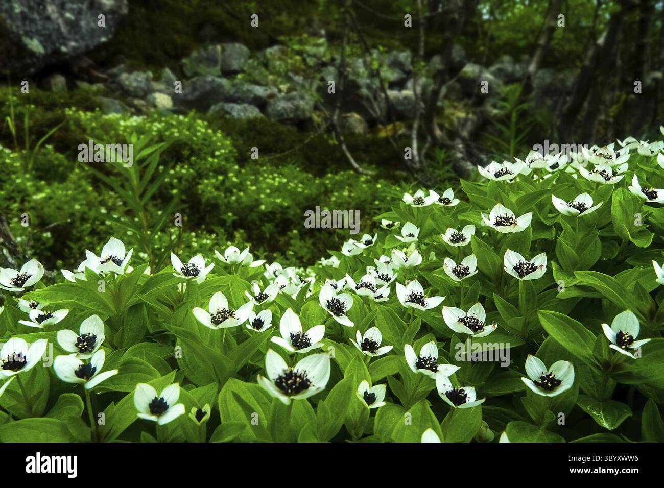 Die Flora Nordskandinaviens. Die streng geschnitzte Blütenpracht des zwergkornes (Cornus suecia). Die schiefe Küste der Barentssee, die Kola Penin Stockfoto