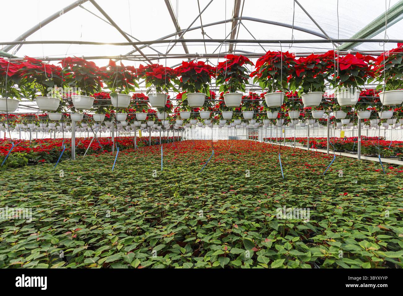 Das Gewächshaus voller roter Weihnachtssterne, die zum Verkauf bereit sind. Gartenbaukonzept mit Blumen in Töpfen Stockfoto