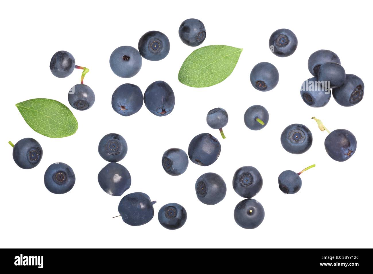 Hat wilde Heidelbeeren und Heidelbeeren (Vaccinium myrtillus Früchte), Ansicht von oben Stockfoto