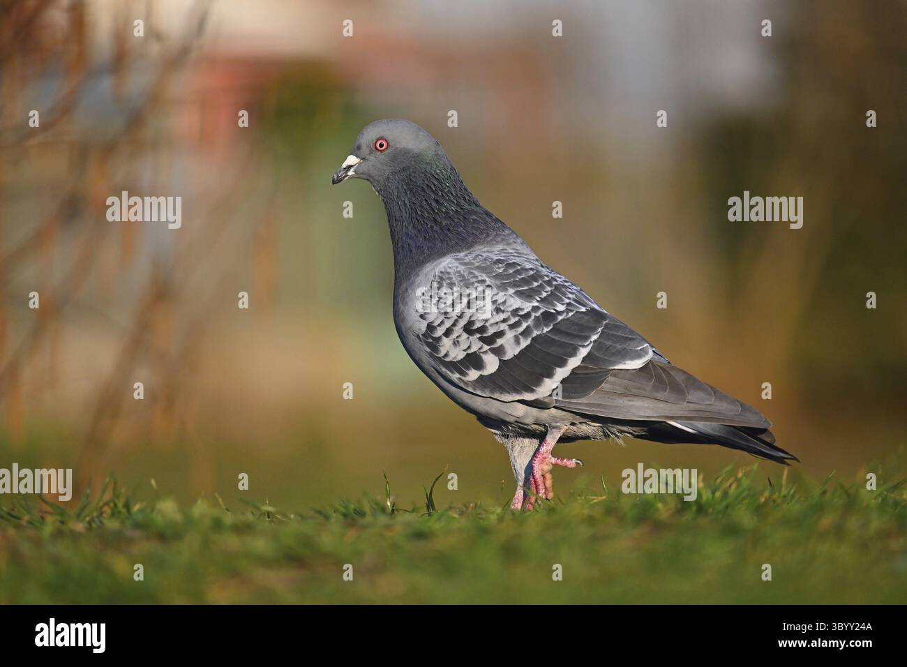 Taube. Schöne Aufnahme des Vogels in der Natur bei Sonnenuntergang. (Columba palumbus) Stockfoto
