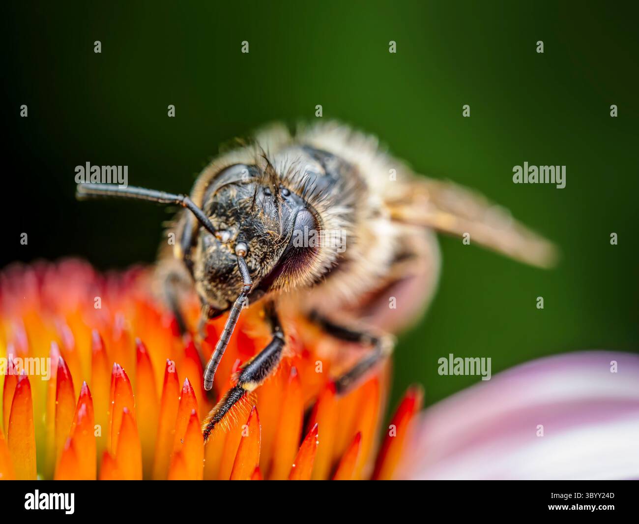 Nahaufnahme von Honigbienen bestäubenden Echinacea-Blüten Stockfoto