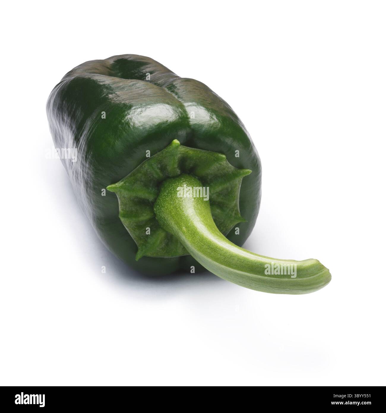 Unreife ganze Poblano Pfeffer (Capsicum Annuum), auch genannt Ancho, wenn Sie reif ist. New Mexico (Numex) Chile. Schneidepfade, Schatten getrennt Stockfoto