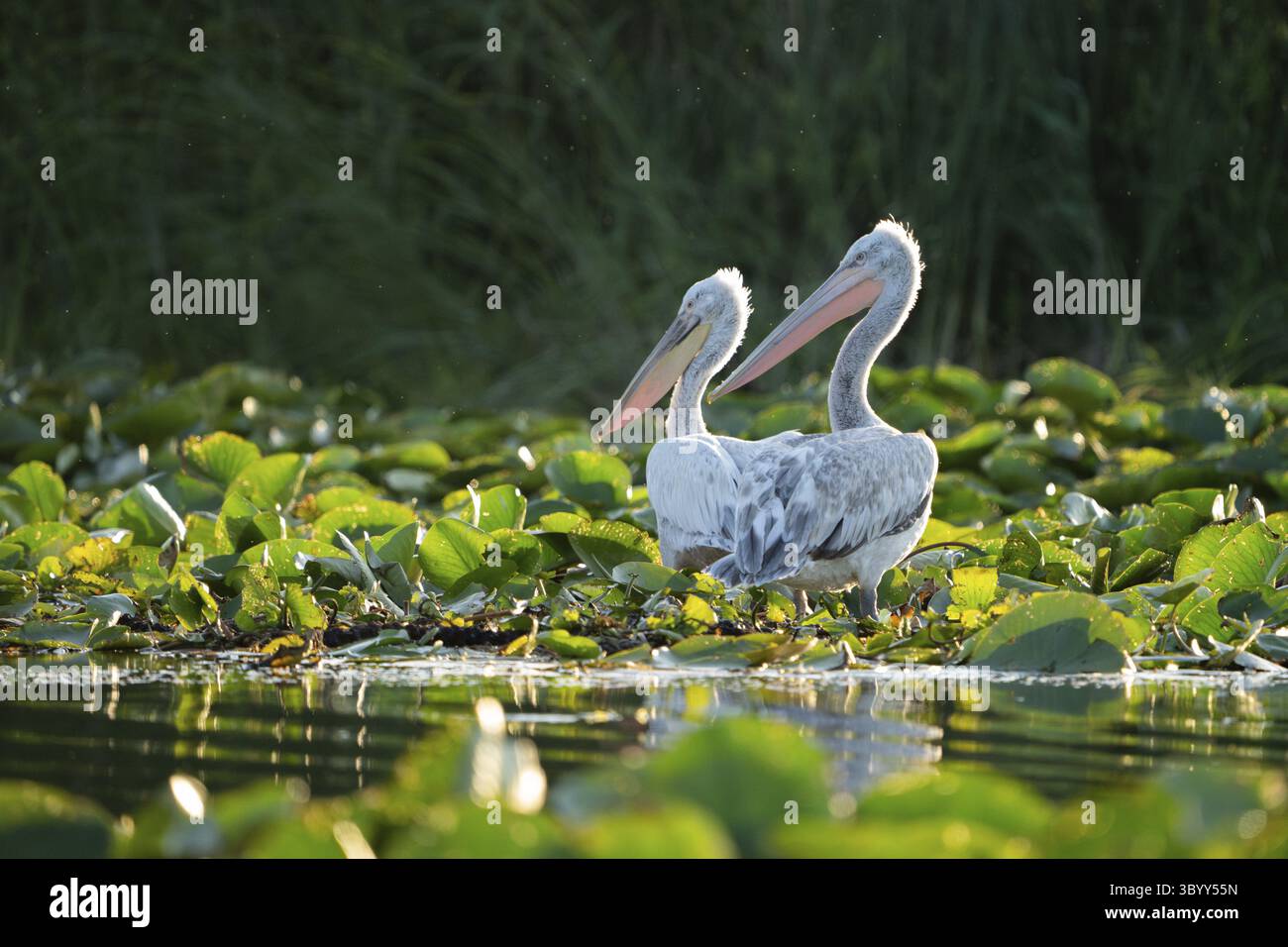Pelecanus crispus, Tulcea, Rumänien Stockfoto