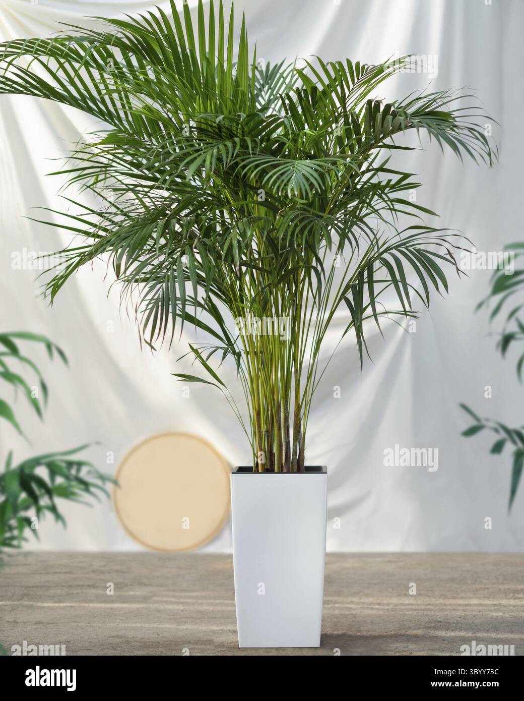 Areca Cane Palme Dypsis lutescens, goldene Rohrpalmenpflanze in weißem Topf Stockfoto