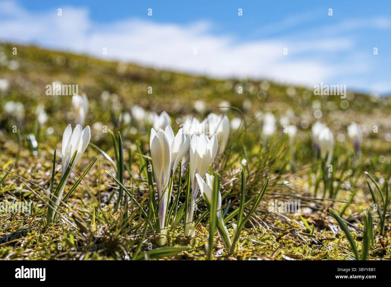 Viele schöne Krokusse in den Allgäuer Alpen im Frühjahr an der Nagelfluhkette Stockfoto