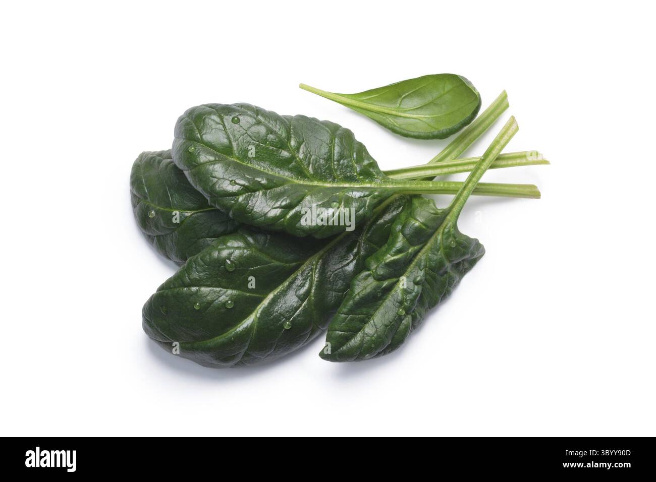 Frischer Spinat (Spinacia Oleracea) Blätter, Ansicht von oben. Schneidepfade, Schatten getrennt, Tageslicht-Farbe Stockfoto
