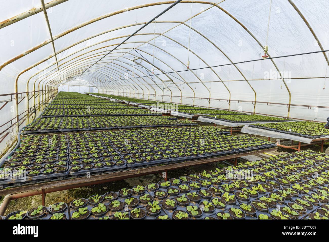 Gartenbau Industrie Konzept mit Millionen von Setzlingen in Töpfen. Gewächshaus für den Anbau von Pflanzen und Blumen Stockfoto