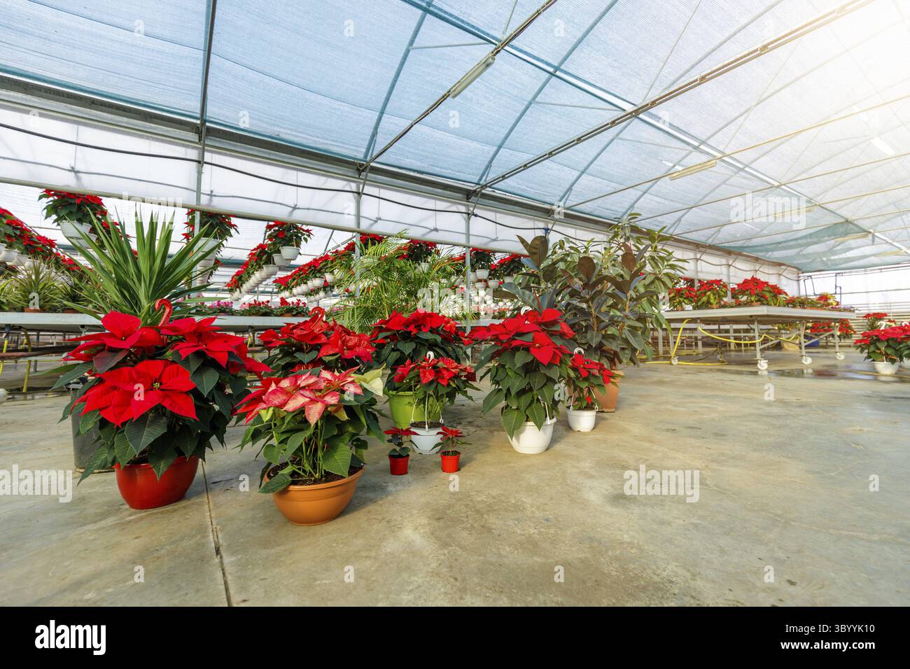Das Gewächshaus voller roter Weihnachtssterne, die zum Verkauf bereit sind. Gartenbaukonzept mit Blumen in Töpfen Stockfoto