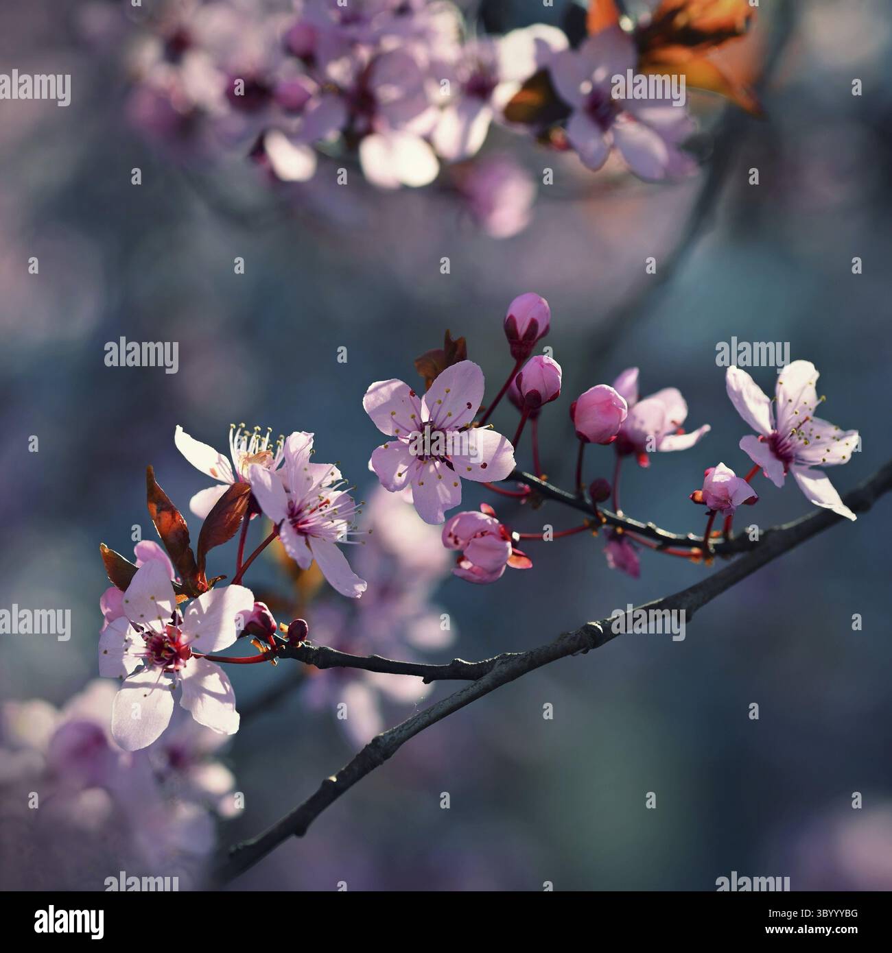 Wunderschöner Frühlingsbaum - Japanische Sakura-Kirsche. Natürlicher farbenfroher Hintergrund im Frühling Stockfoto