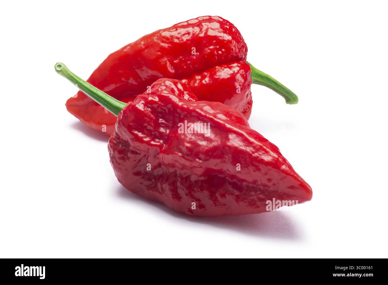 Bhut Jolokia Chili Paprika (Capsicum Frutescens x Capsicum Chinense Hybrid) Geist. Schneidepfade, Schatten getrennt Stockfoto